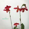 Phrag. Memoria Dick Clements phragmipedium Jason Fischer (Mem